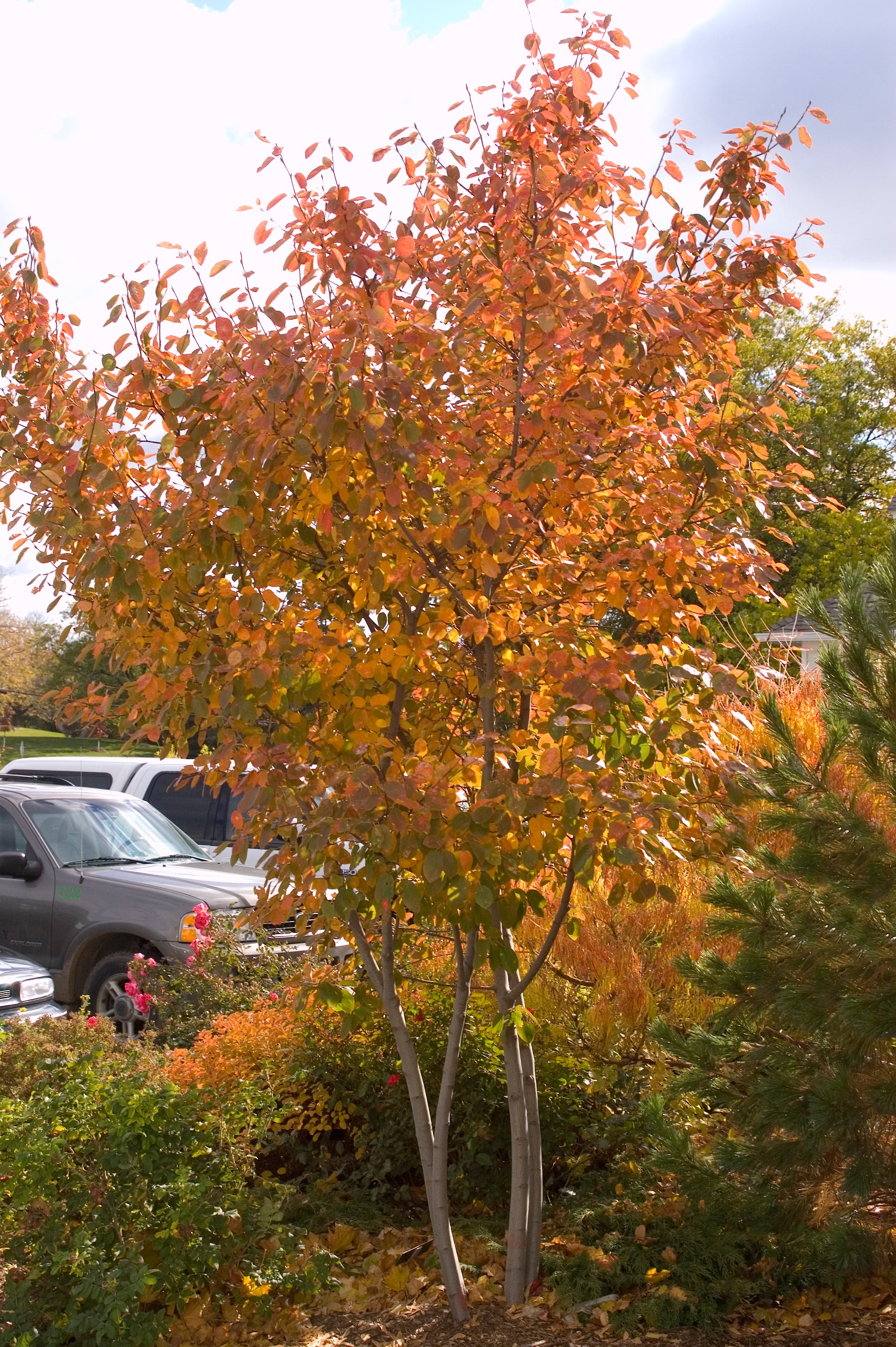 Landscape Trees, Shaner Nursery, Rockford Mi