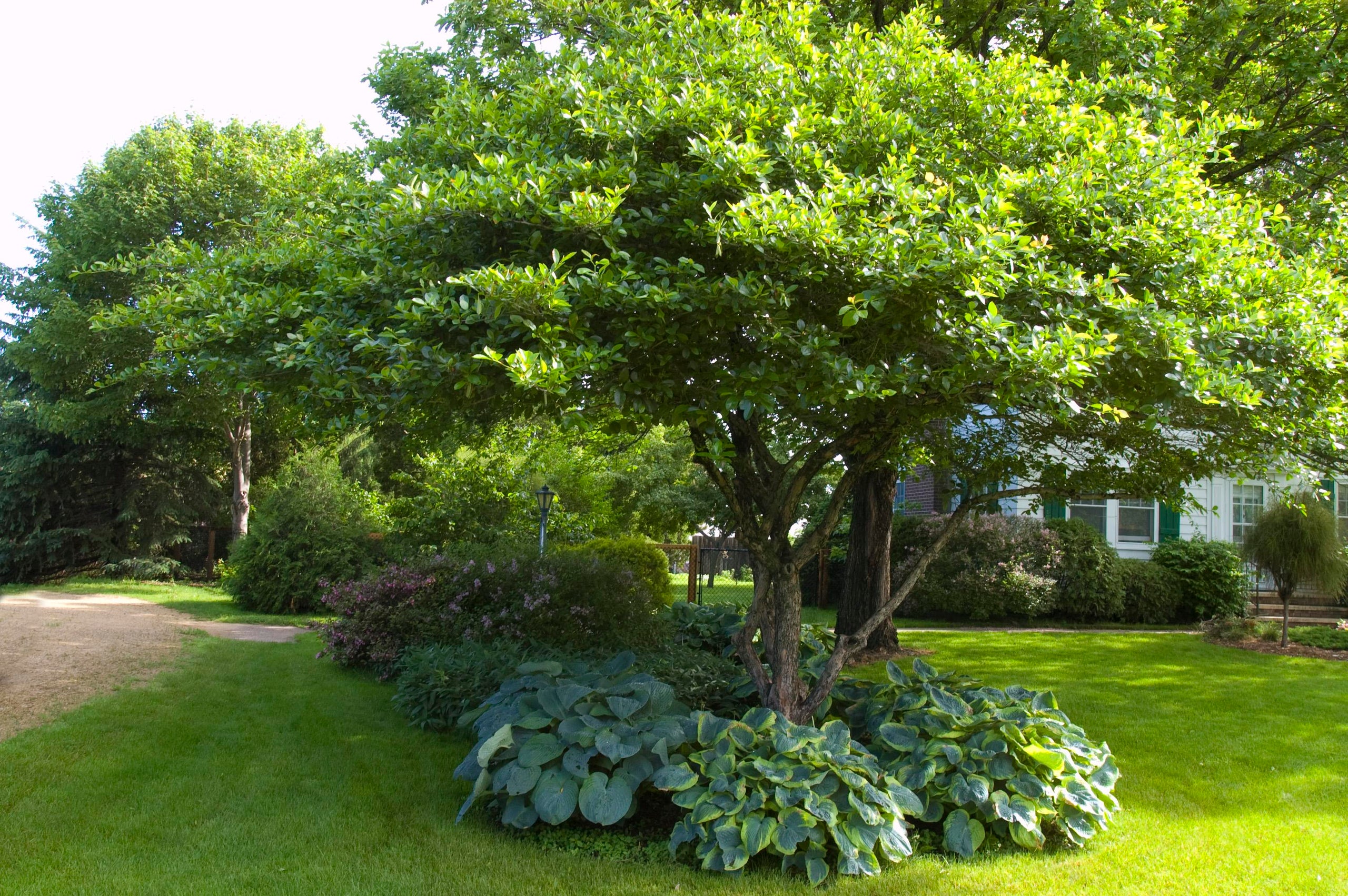 Landscape Trees, Shaner Nursery, Rockford Mi